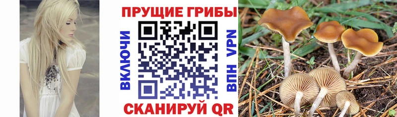 купить  сайты  Нахабино  Псилоцибиновые грибы Psilocybine cubensis 
